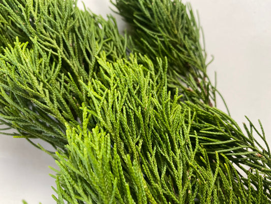 Eastern Red Cedar