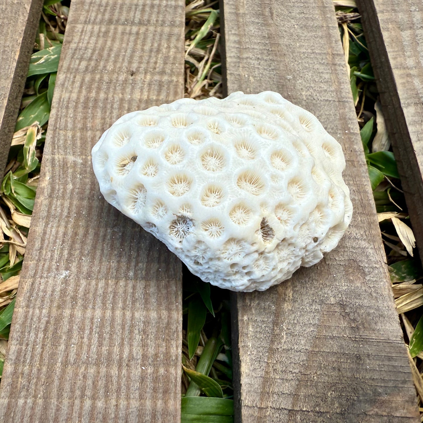 Mini Natural Coral Skeleton – 2.8 oz Star Coral | Sun-Bleached Ocean Specimen
