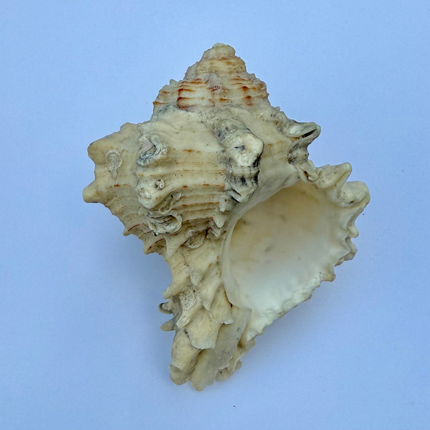 Knobbed Whelk Shell – 6.5 oz Natural Sea Shell | Coastal Décor & Ocean Collector’s Specimen