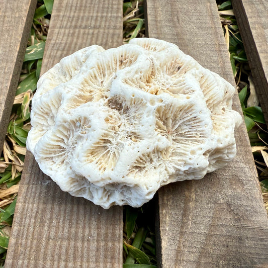 Natural Coral Skeleton – 4.8 oz Star Coral | Sun-Bleached Ocean Specimen & Coastal Décor