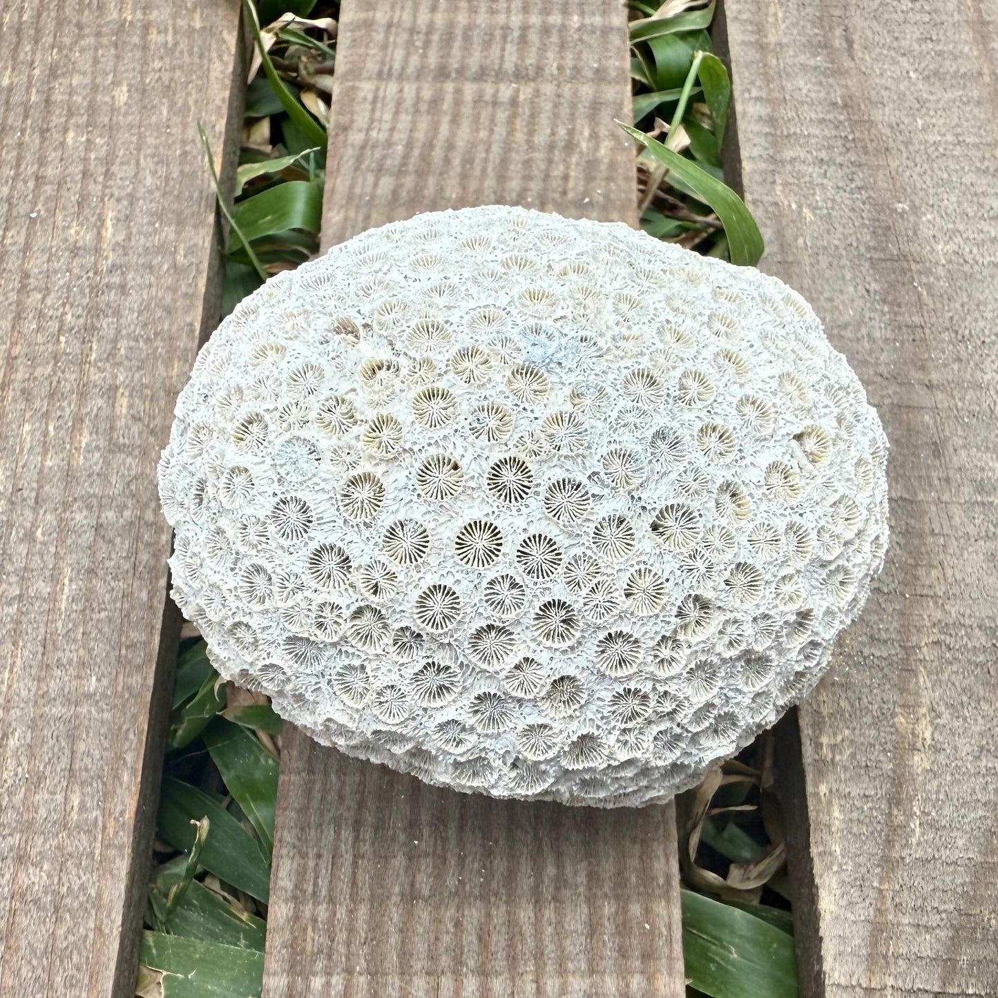 Mini Fossilized Brain Coral – 3 oz Natural Reef Fossil