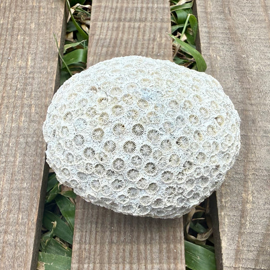 Mini Fossilized Brain Coral – 3 oz Natural Reef Fossil