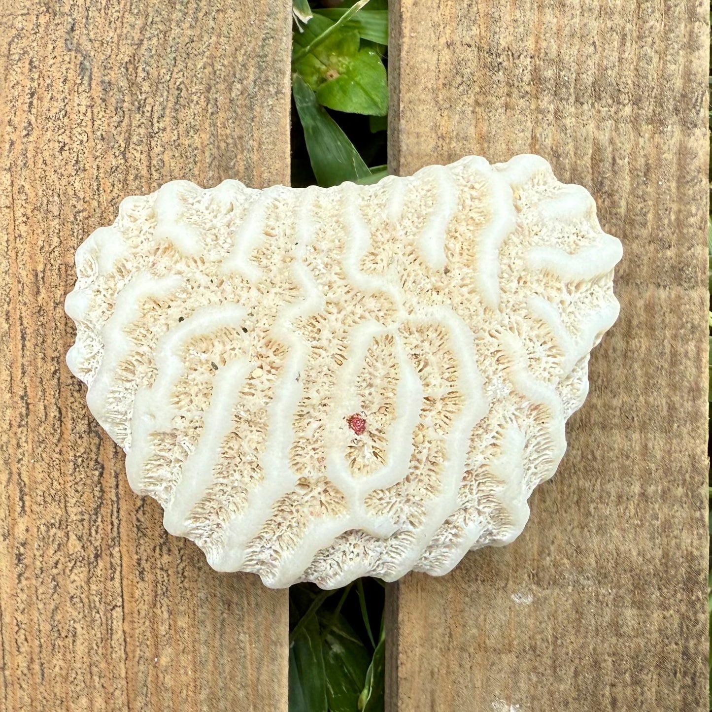 Natural Brain Coral Skeleton – 2.3 oz Fossil-Like Ocean Specimen | Coastal Décor & Collector Piece
