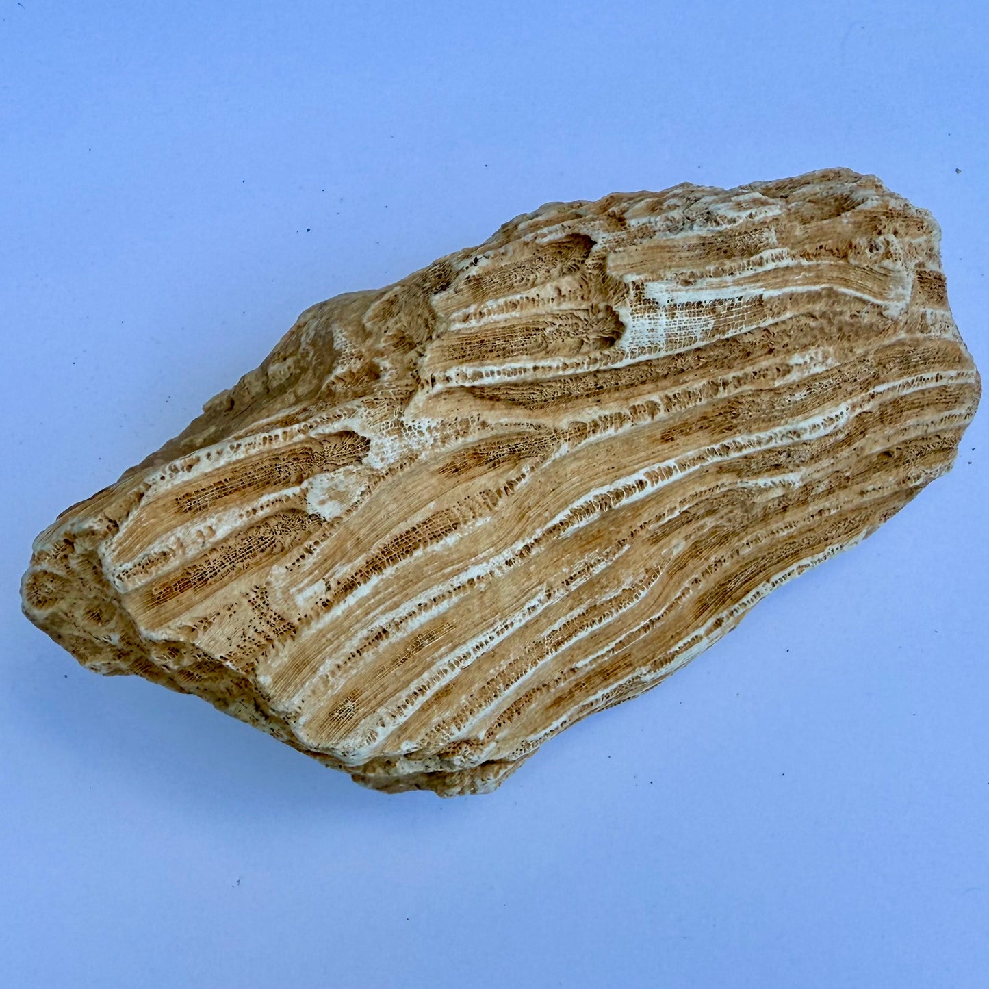 Fossilized Coral Specimen – 1.5 lb - Ancient Sea Stone