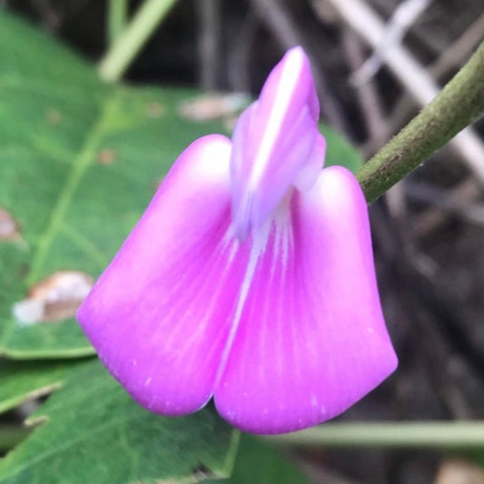 Canavalia rosea seeds (Bay Bean)