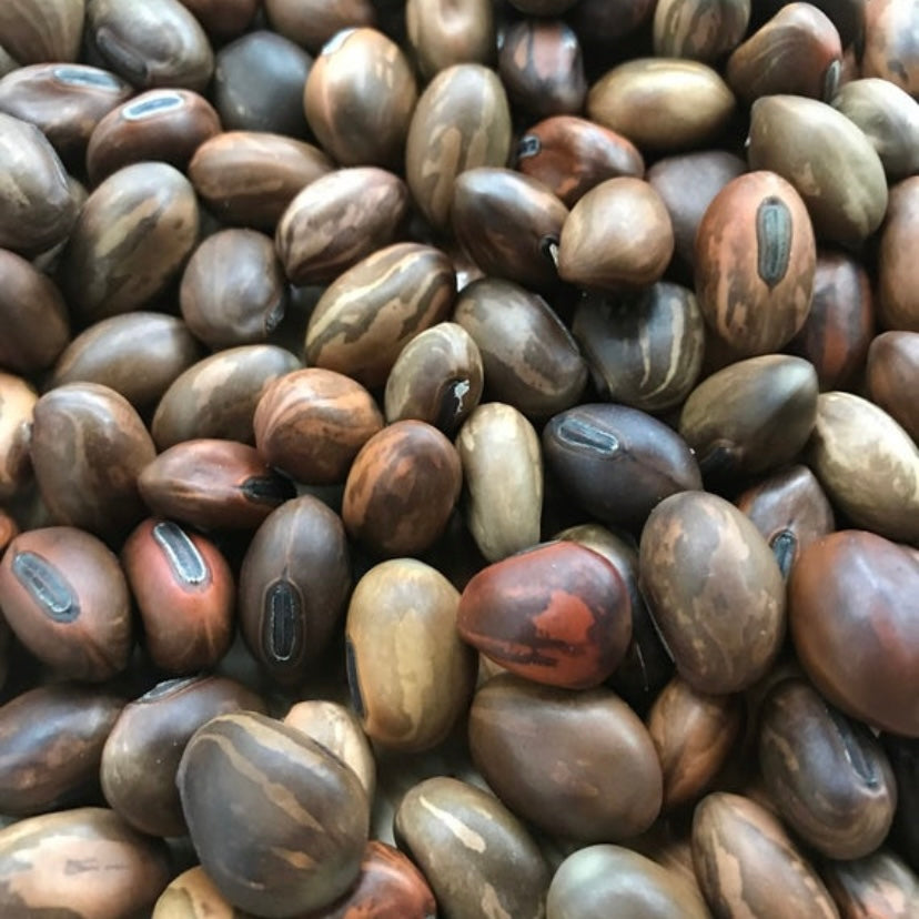 Canavalia rosea seeds (Bay Bean)