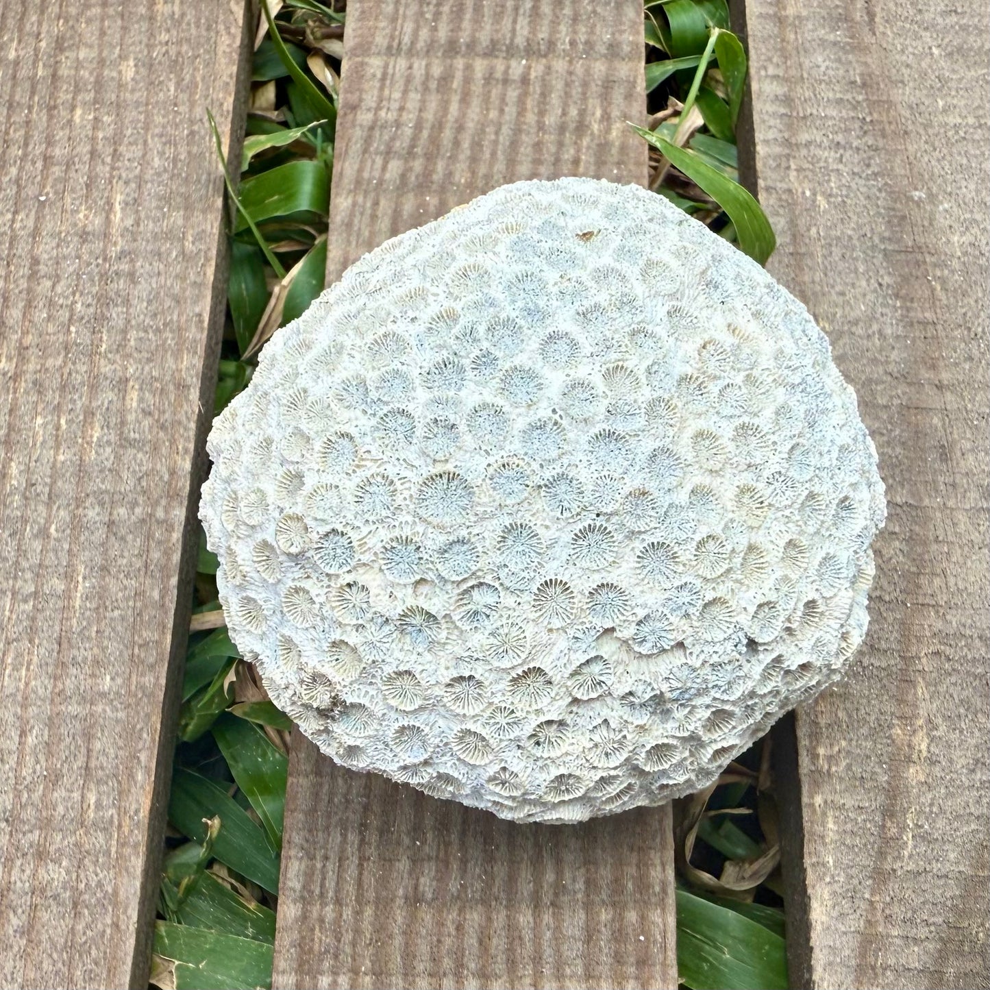 Mini Fossilized Brain Coral – 3 oz Natural Reef Fossil