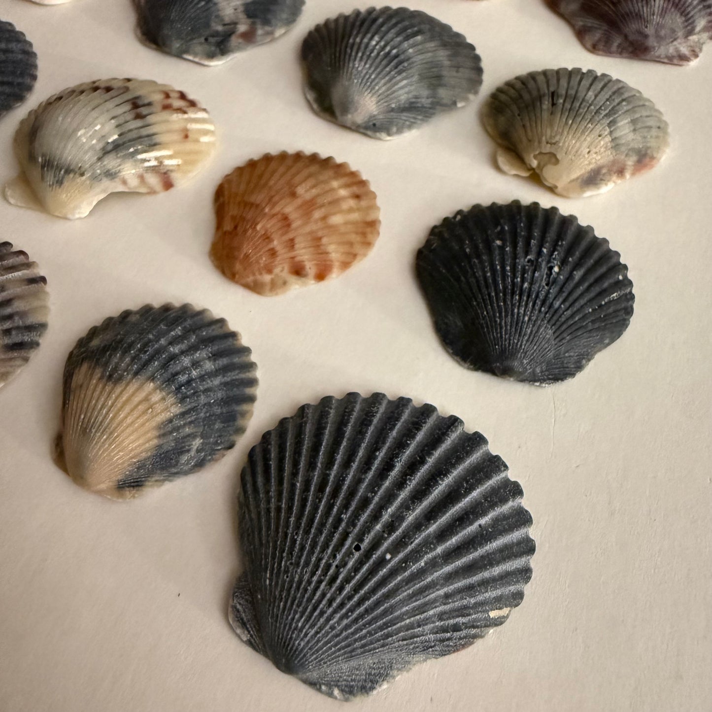 Set of 25 Florida East Coast Scallop Shells