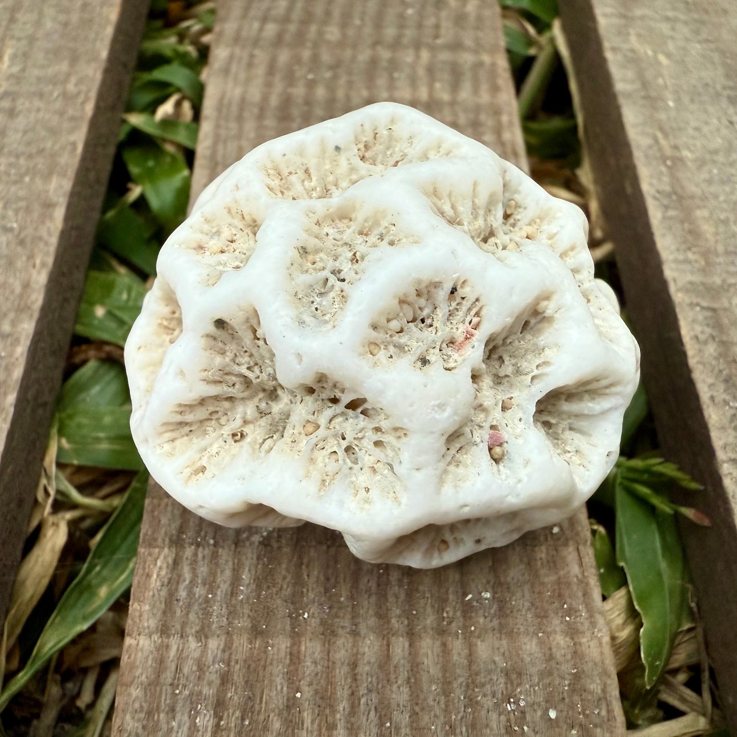 Mini Natural Coral Skeleton – 1.3 oz Star Coral | Sun-Bleached Ocean Specimen