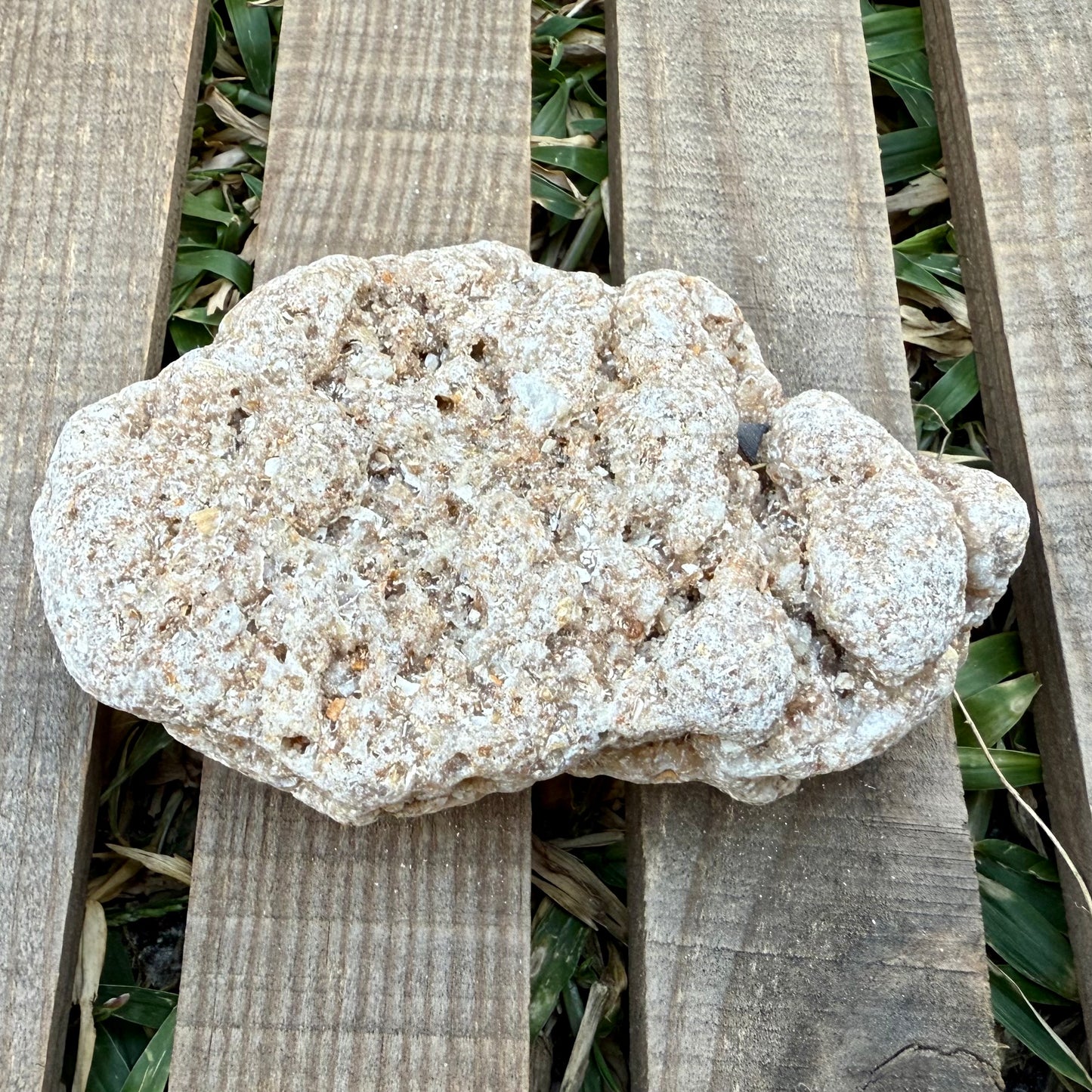 Coral Limestone Reef Rock – 8.6 oz Fossilized Reef Limestone | Natural Coastal Stone Specimen