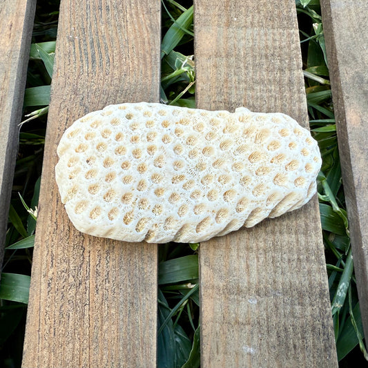 Natural Coral Skeleton – 2.6 oz Honeycomb Coral | Sun-Bleached Ocean Specimen