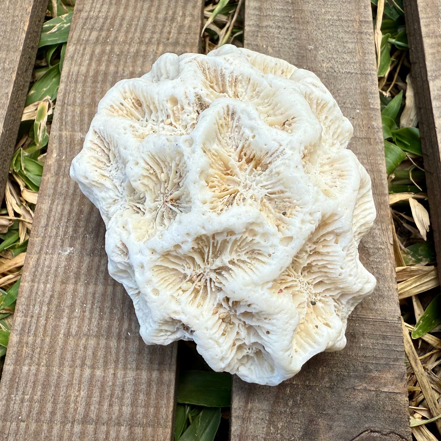 Natural Coral Skeleton – 4.8 oz Star Coral | Sun-Bleached Ocean Specimen & Coastal Décor