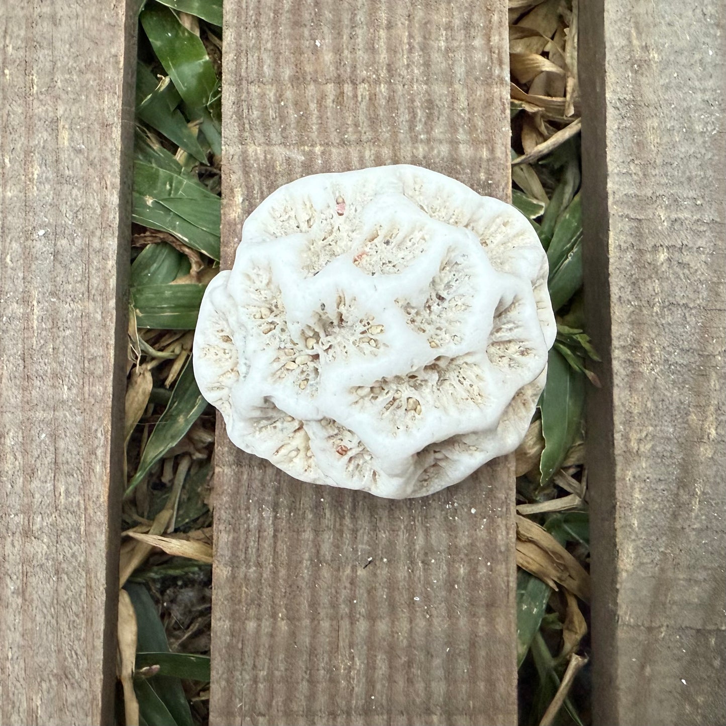 Mini Natural Coral Skeleton – 1.3 oz Star Coral | Sun-Bleached Ocean Specimen