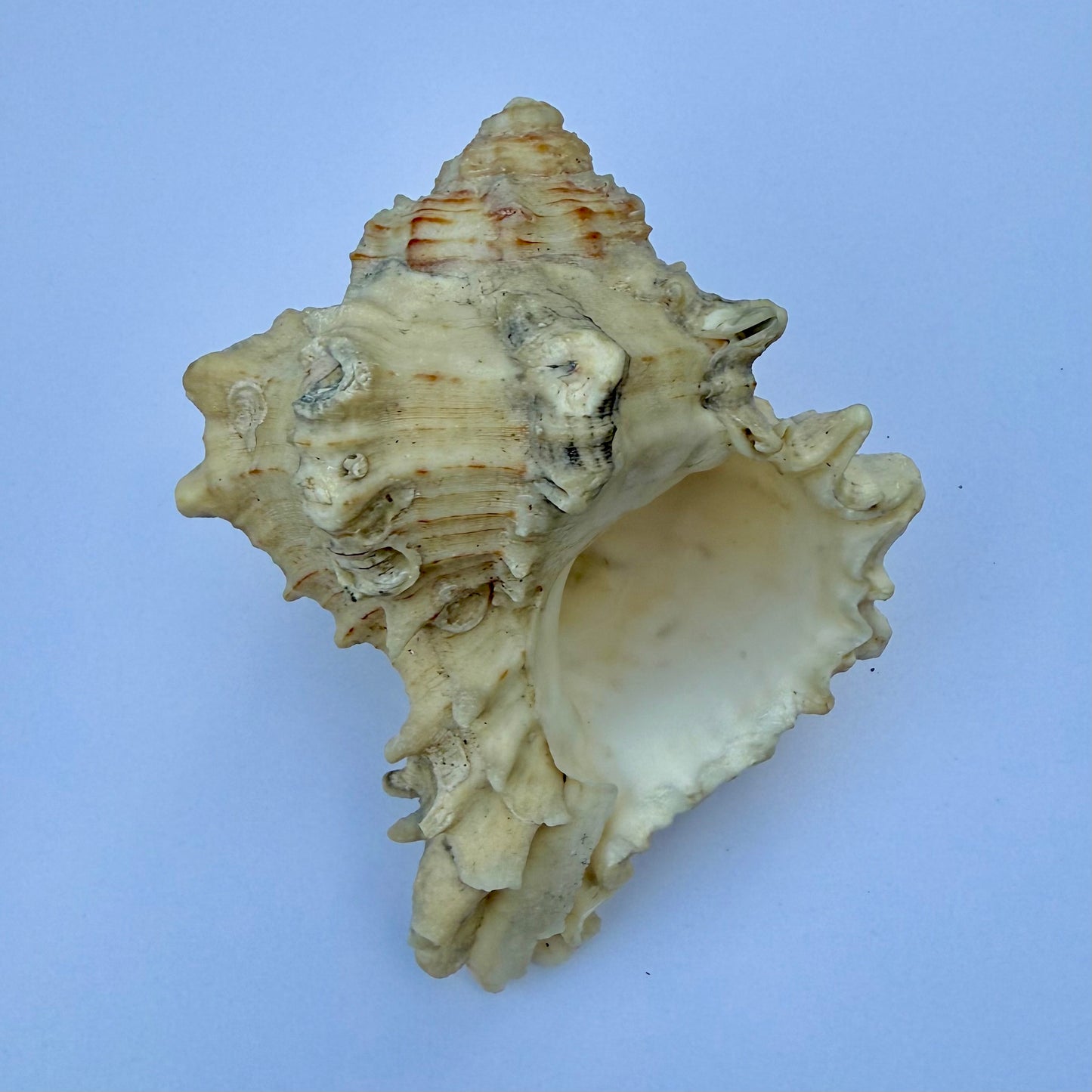 Knobbed Whelk Shell – 6.5 oz Natural Sea Shell | Coastal Décor & Ocean Collector’s Specimen