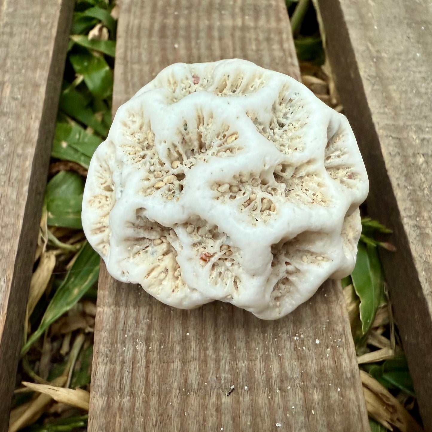 Mini Natural Coral Skeleton – 1.3 oz Star Coral | Sun-Bleached Ocean Specimen