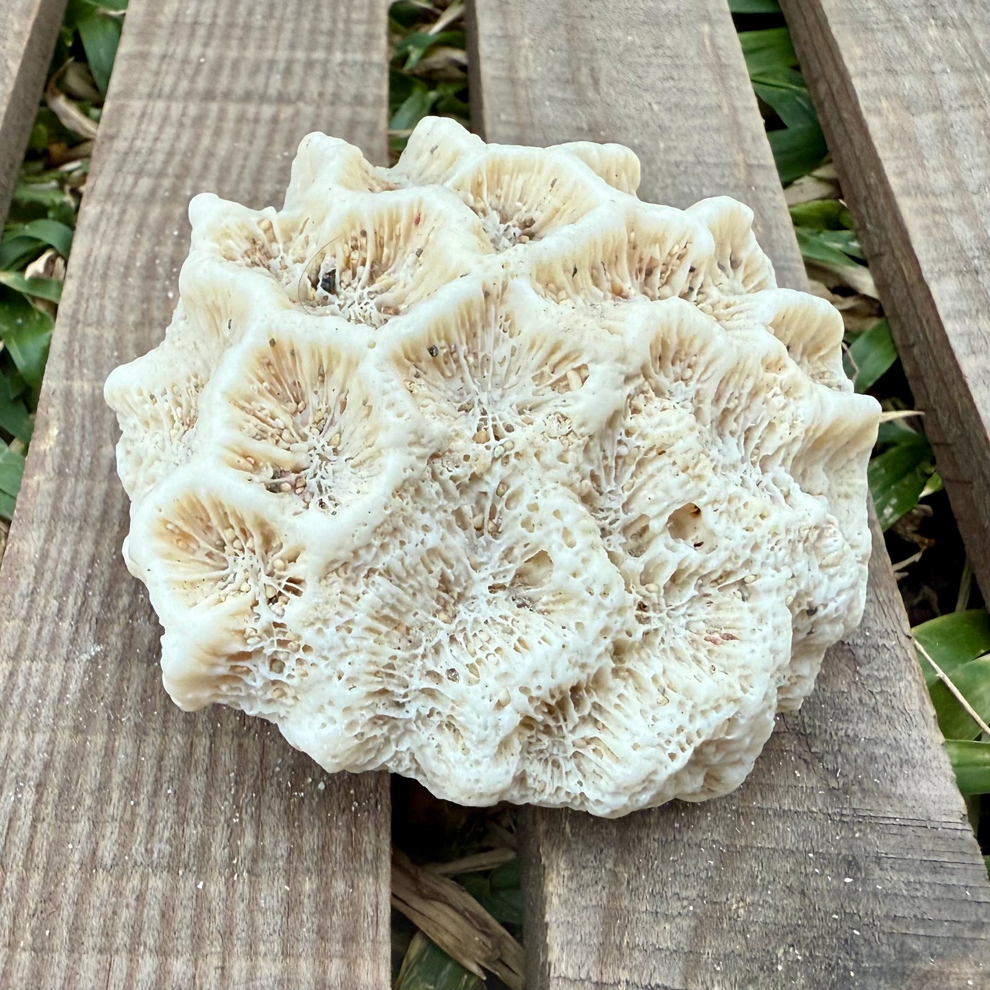Natural Coral Skeleton – 4.2 oz Star Coral | Sun-Bleached Ocean Specimen & Coastal Décor