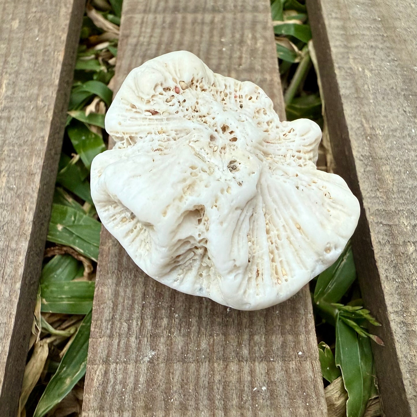 Mini Natural Coral Skeleton – 1.3 oz Star Coral | Sun-Bleached Ocean Specimen