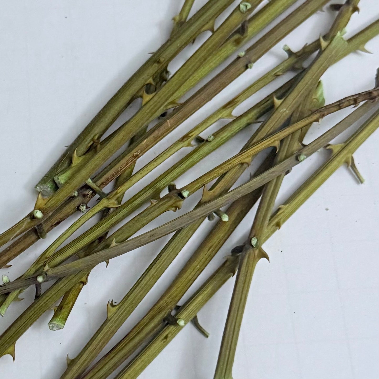 Palo de Quita Maldición - Bundle of 12 (Approx: 4” - 7” long)