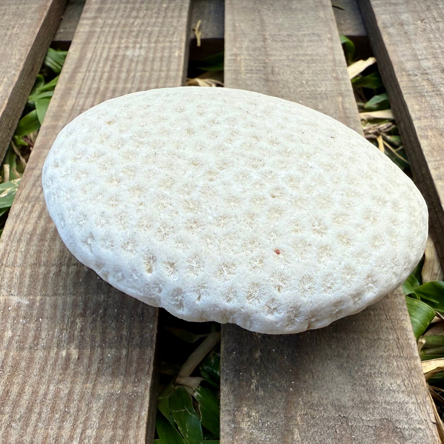 Natural Coral Skeleton – 6.3 oz Sun-Bleached Star Coral | Coastal Décor & Ocean Specimen