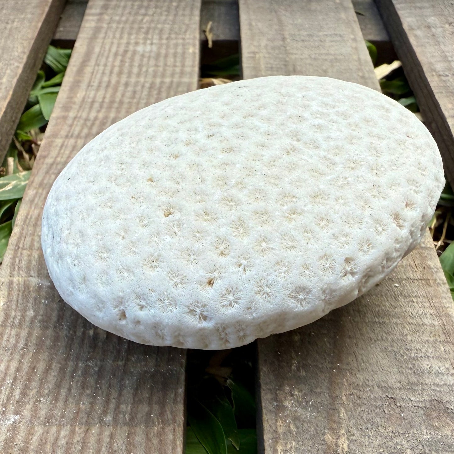 Natural Coral Skeleton – 6.3 oz Sun-Bleached Star Coral | Coastal Décor & Ocean Specimen