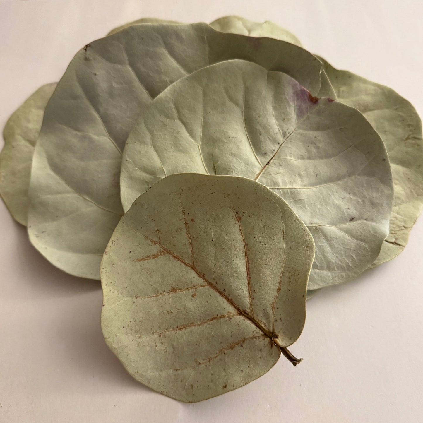 Dried Sea Grape Leaves