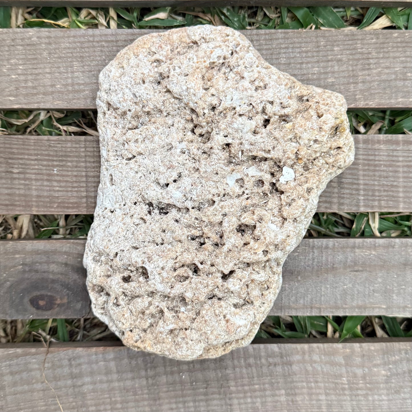 Coral Limestone Reef Rock – 1.3 lb Fossilized Shell Stone | Natural Coastal Formation