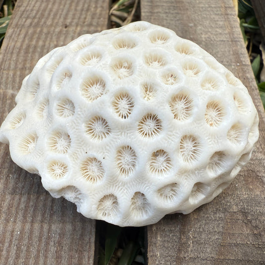 Mini Natural Coral Skeleton – 2.8 oz Star Coral | Sun-Bleached Ocean Specimen