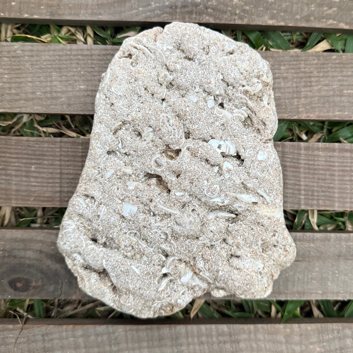 Coral Limestone Reef Rock – 1.3 lb Fossilized Shell Stone | Natural Coastal Formation