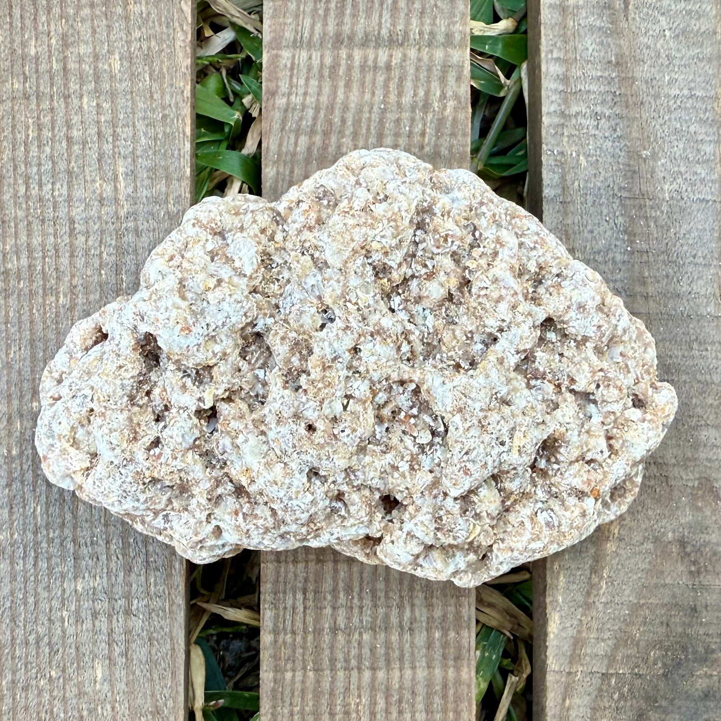 Coral Limestone Reef Rock – 8.6 oz Fossilized Reef Limestone | Natural Coastal Stone Specimen