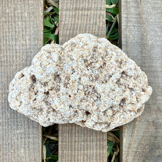 Coquina Coral Rock – 8.6 oz Fossilized Reef Limestone | Natural Coastal Stone Specimen