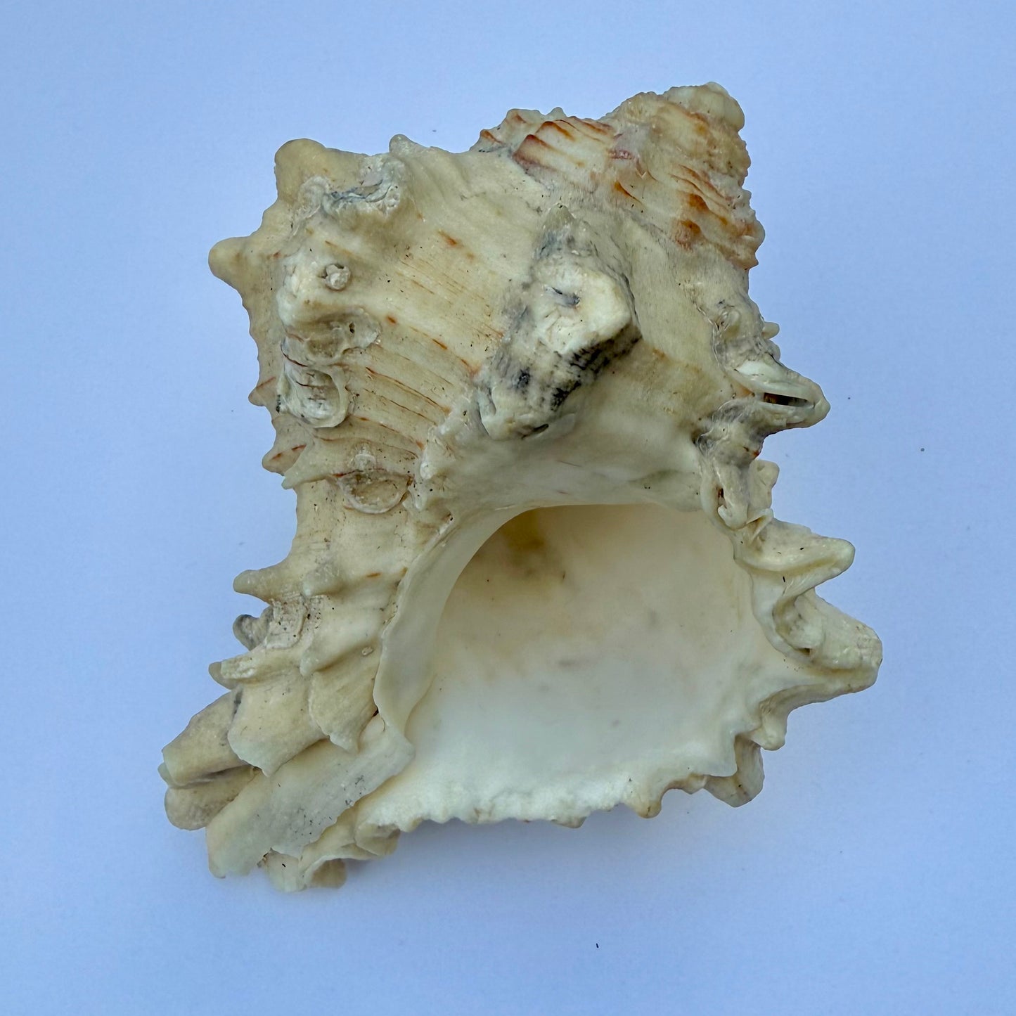 Knobbed Whelk Shell – 6.5 oz Natural Sea Shell | Coastal Décor & Ocean Collector’s Specimen