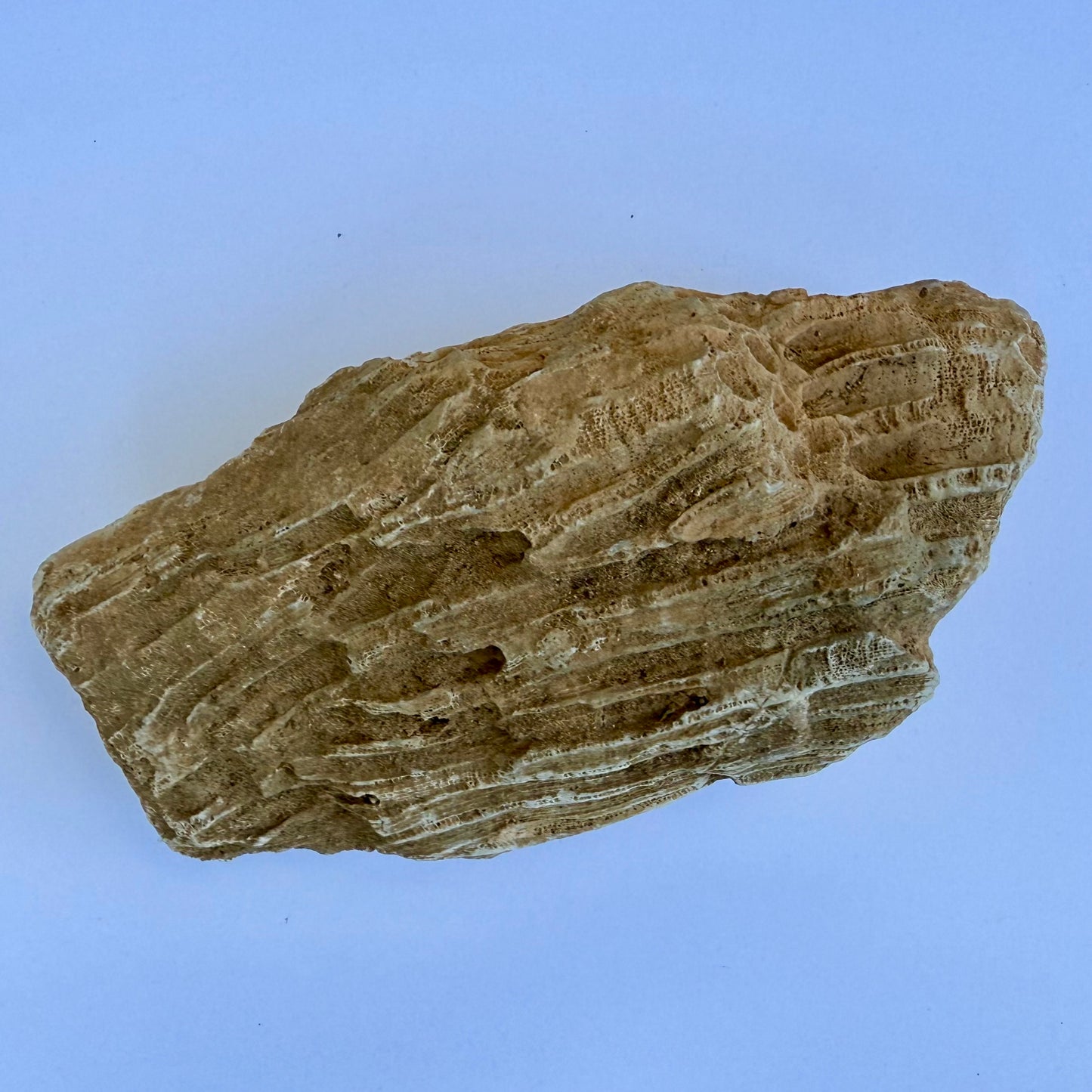 Fossilized Coral Specimen – 1.5 lb - Ancient Sea Stone