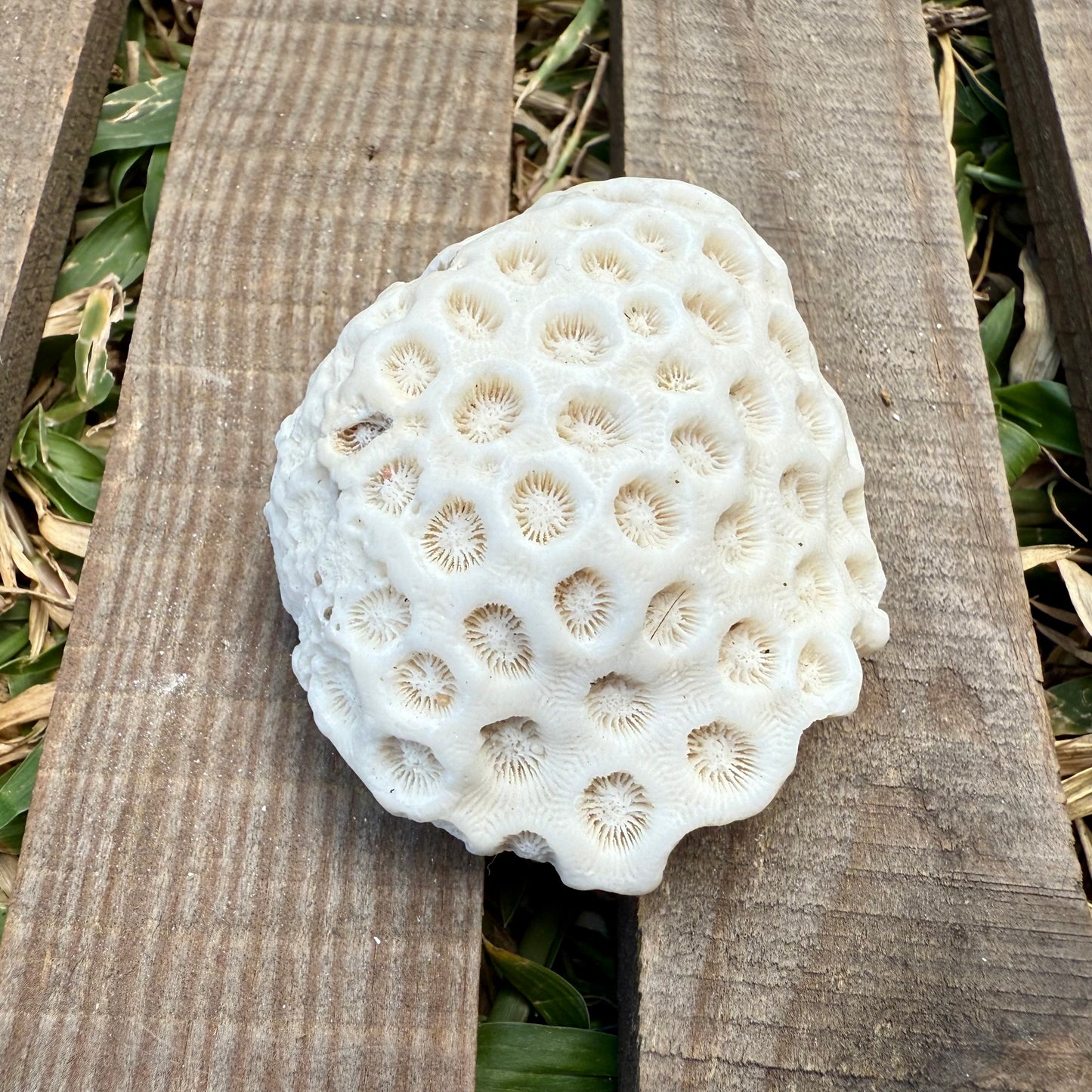 Mini Natural Coral Skeleton – 2.8 oz Star Coral | Sun-Bleached Ocean Specimen