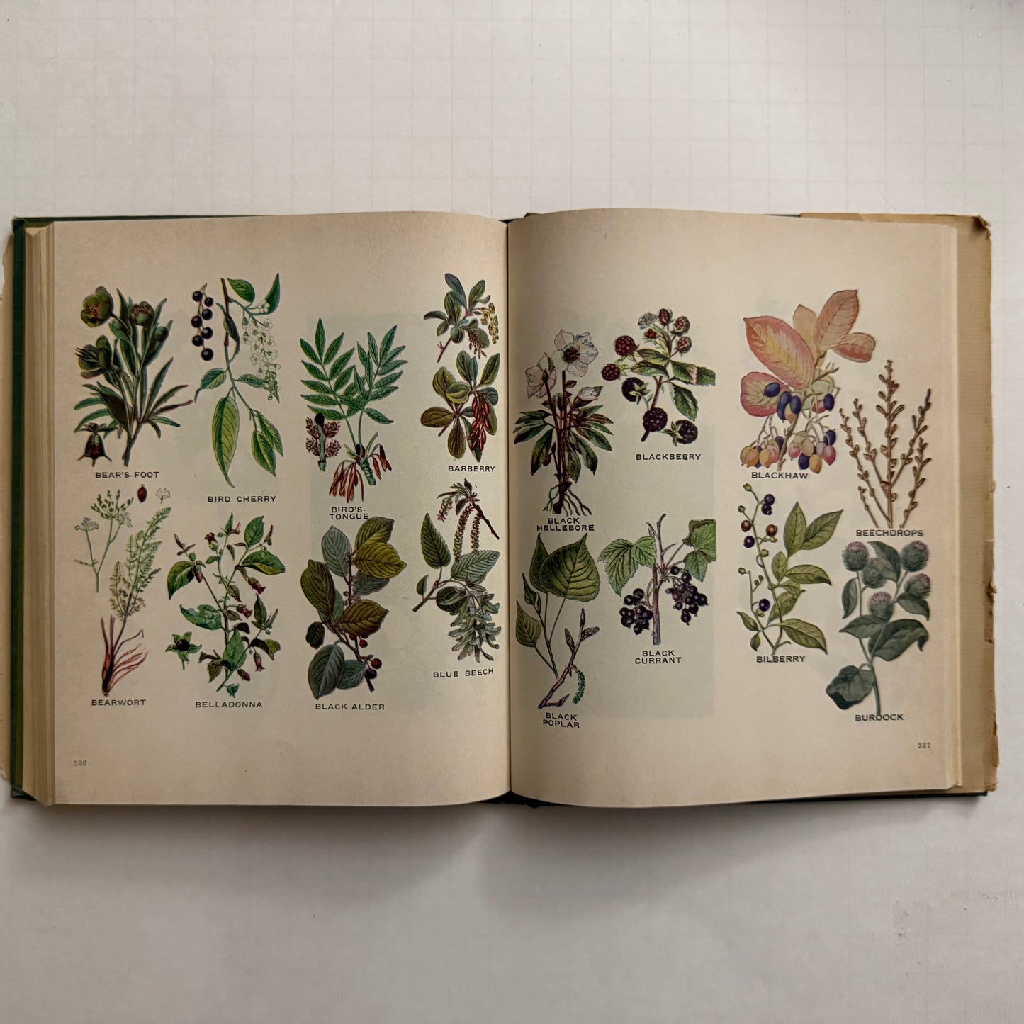 The Herbalist - 1960 Edition