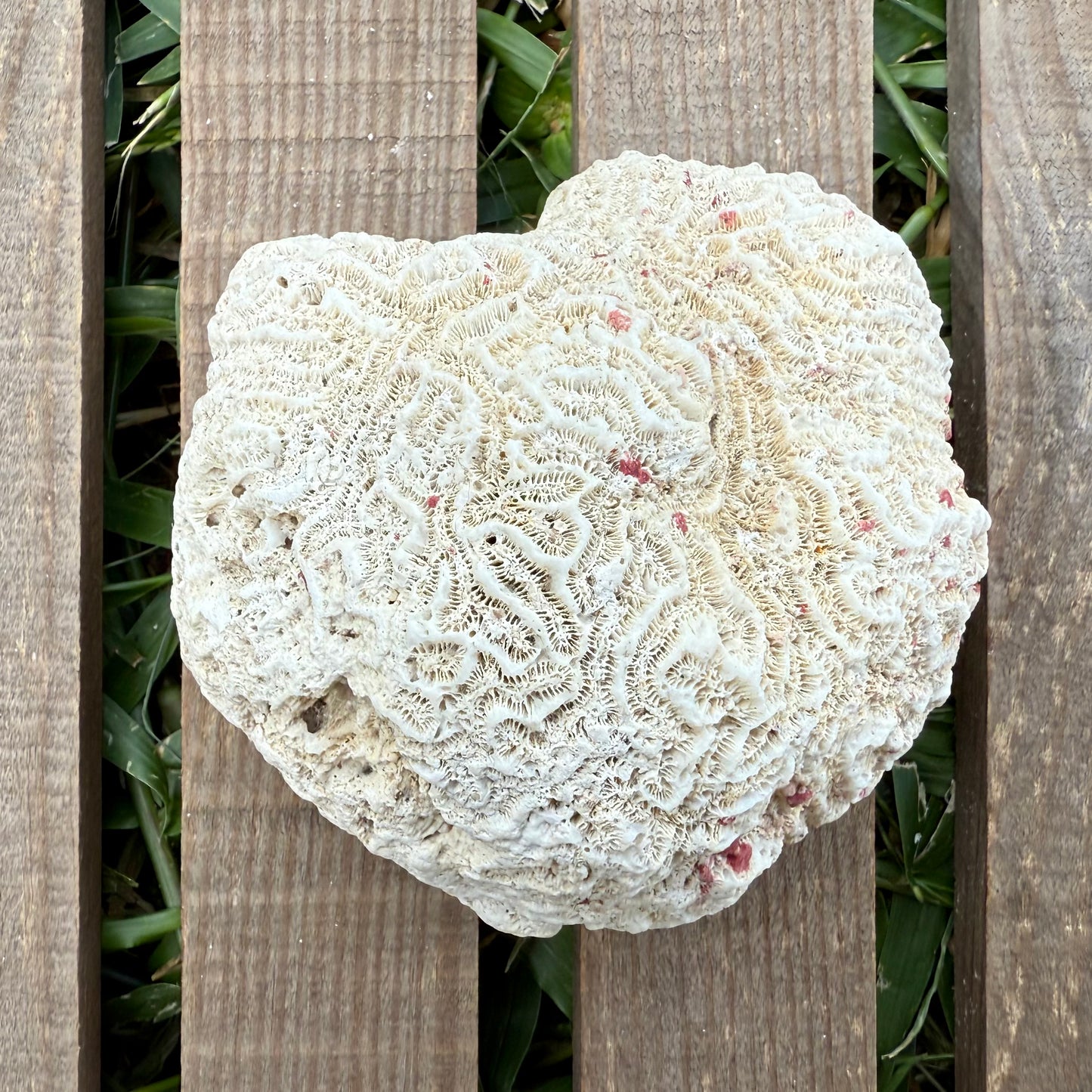Large Brain Coral Skeleton – 9.6 oz Natural Ocean Specimen | Reef Formation & Coastal Décor