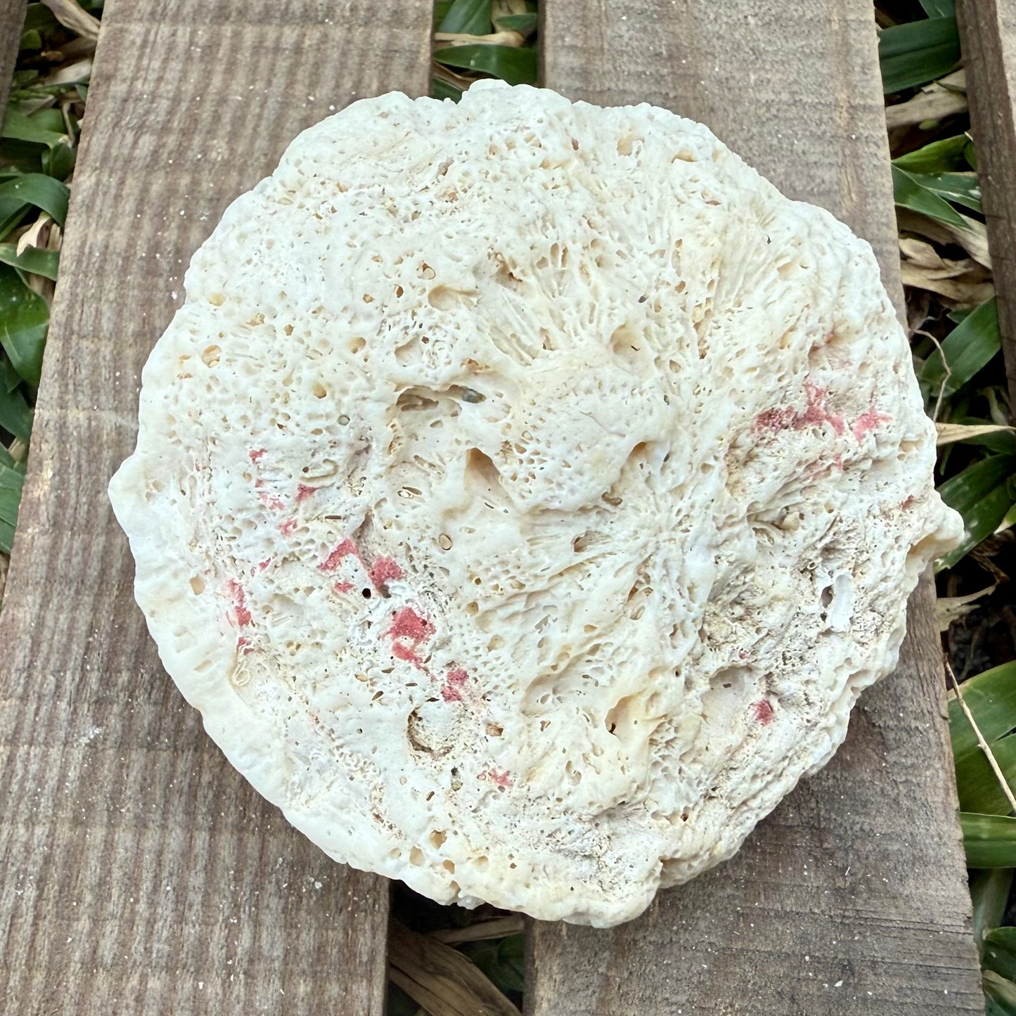 Natural Coral Skeleton – 4.2 oz Star Coral | Sun-Bleached Ocean Specimen & Coastal Décor