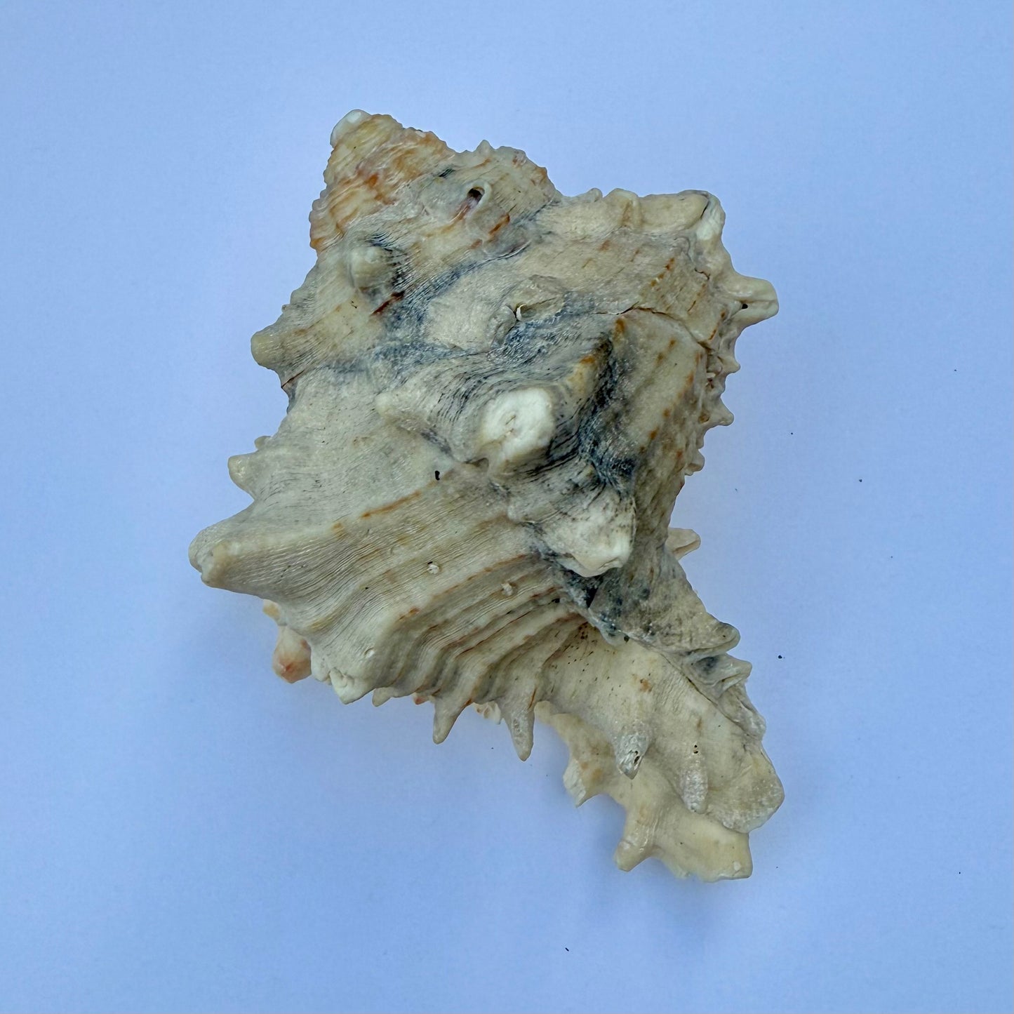 Knobbed Whelk Shell – 6.5 oz Natural Sea Shell | Coastal Décor & Ocean Collector’s Specimen