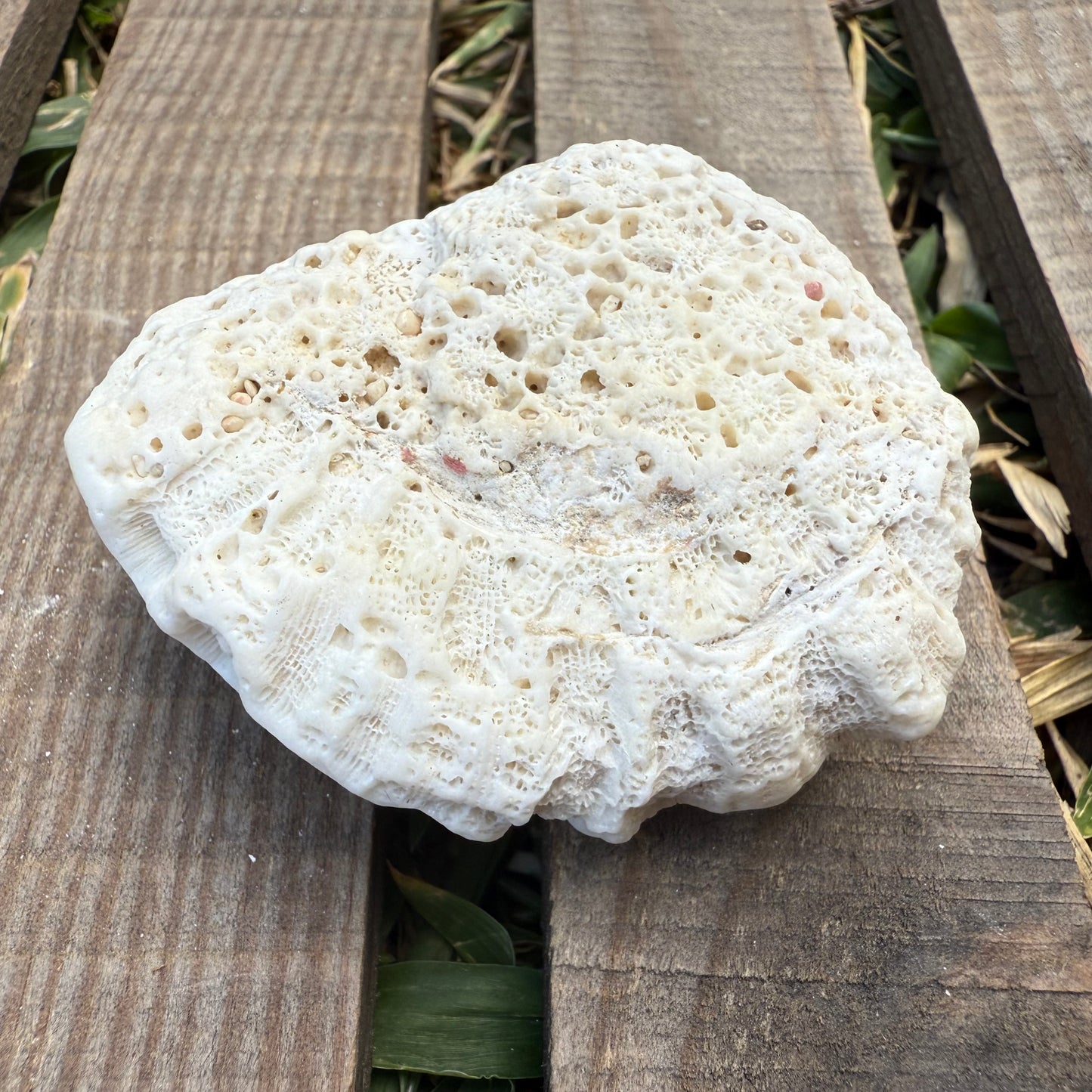 Mini Natural Coral Skeleton – 2.8 oz Star Coral | Sun-Bleached Ocean Specimen