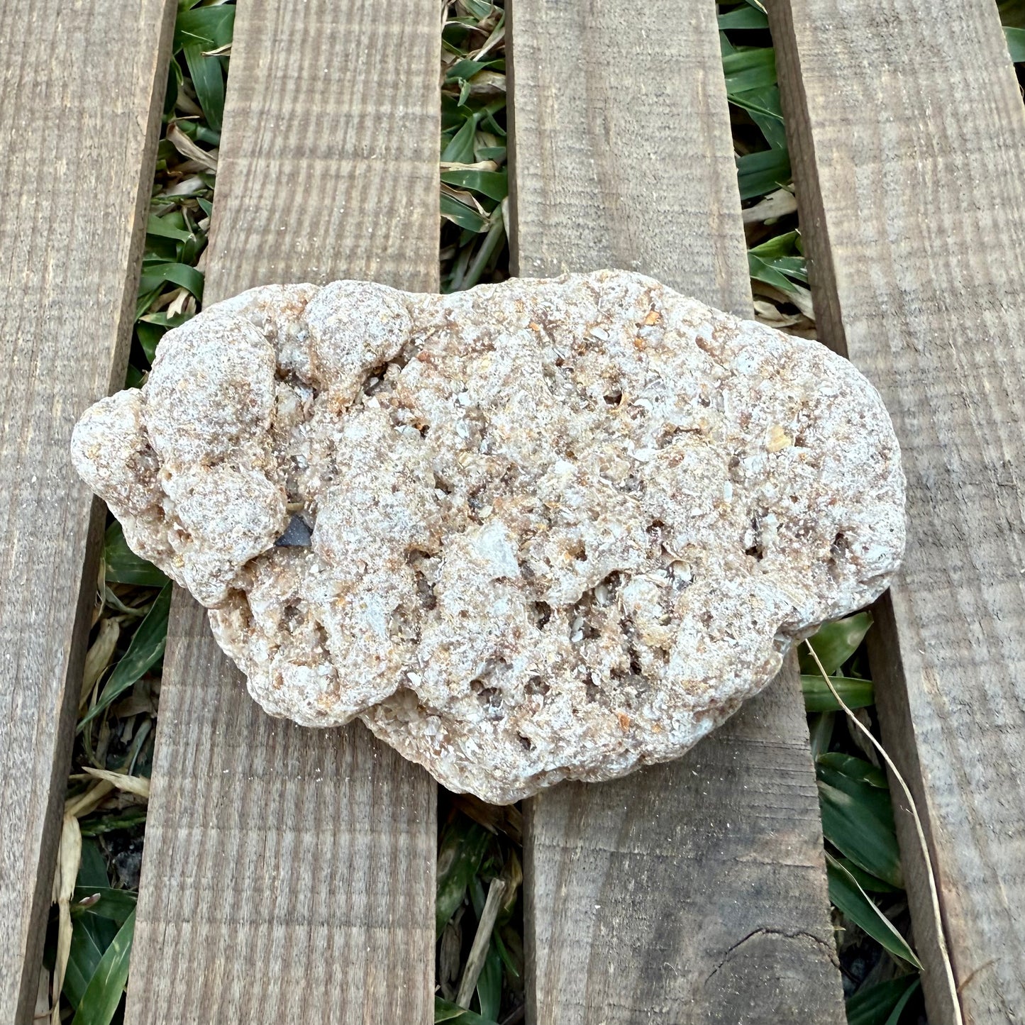 Coral Limestone Reef Rock – 8.6 oz Fossilized Reef Limestone | Natural Coastal Stone Specimen