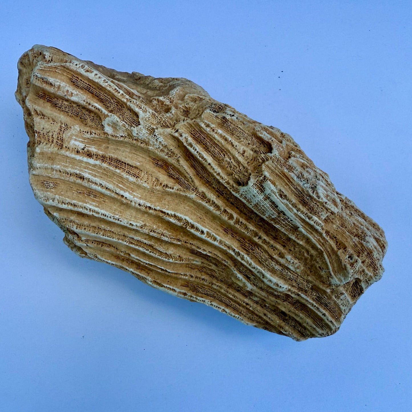 Fossilized Coral Specimen – 1.5 lb - Ancient Sea Stone