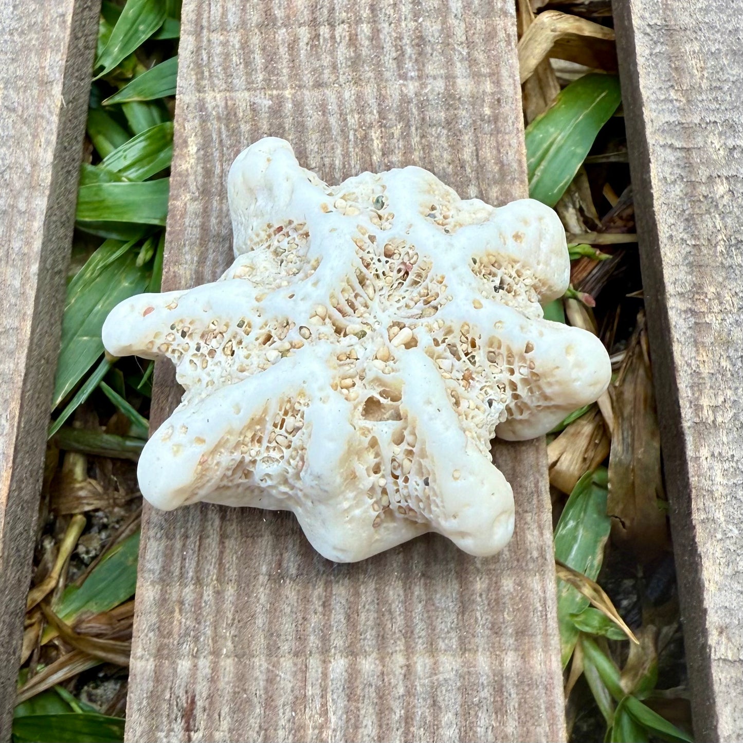Mini Star Coral Skeleton – 1.1 oz Natural Ocean Specimen | Sun-Bleached Reef Coral