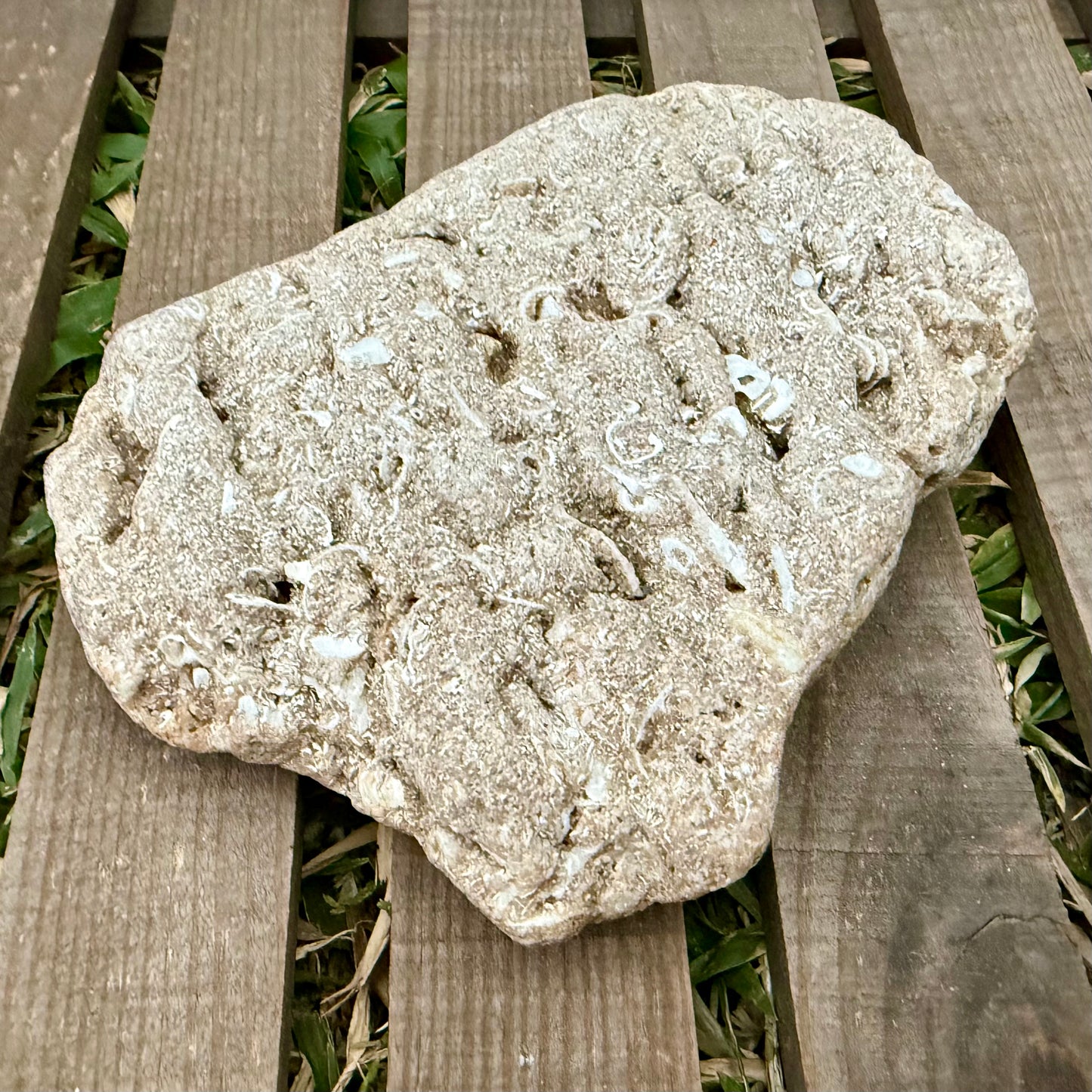 Coral Limestone Reef Rock – 1.3 lb Fossilized Shell Stone | Natural Coastal Formation