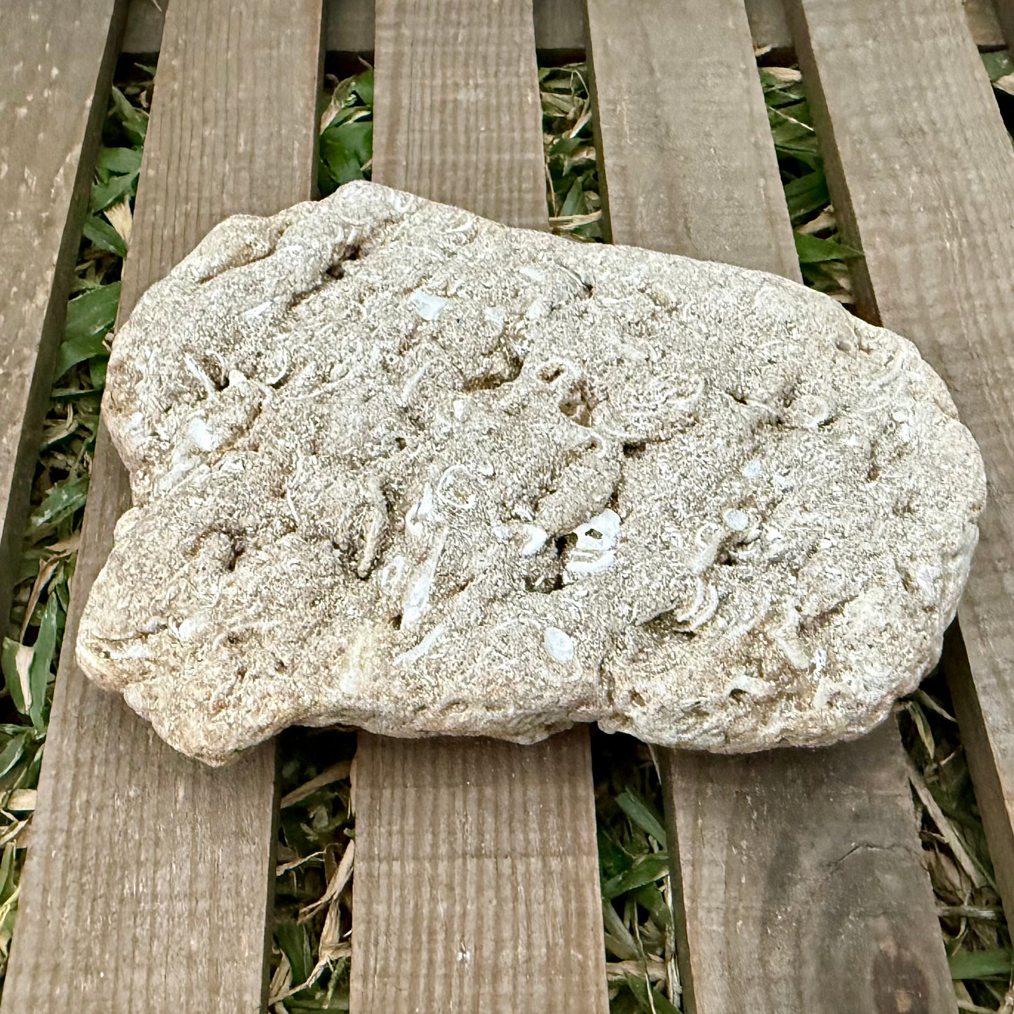 Coral Limestone Reef Rock – 1.3 lb Fossilized Shell Stone | Natural Coastal Formation