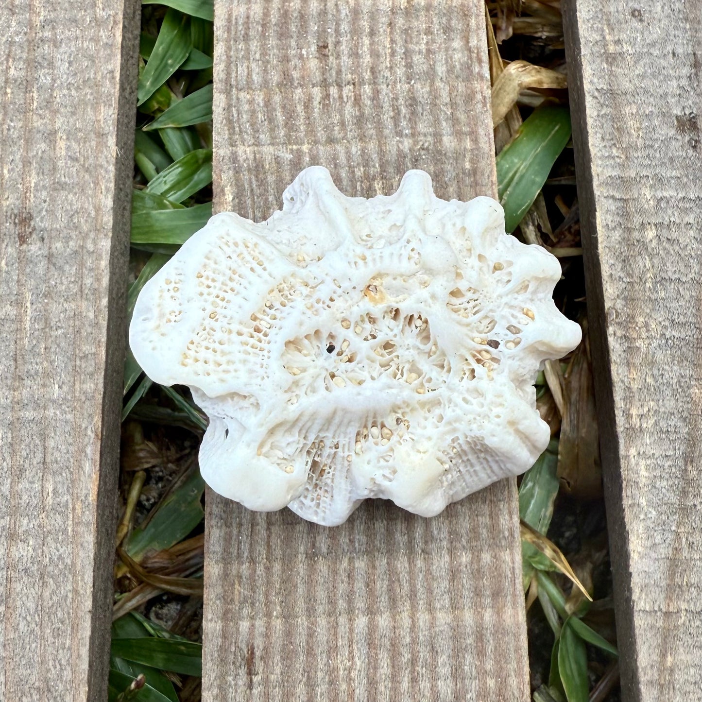 Star Coral Cluster – 1.4 oz Natural Reef Skeleton | Coastal Décor & Ocean Specimen