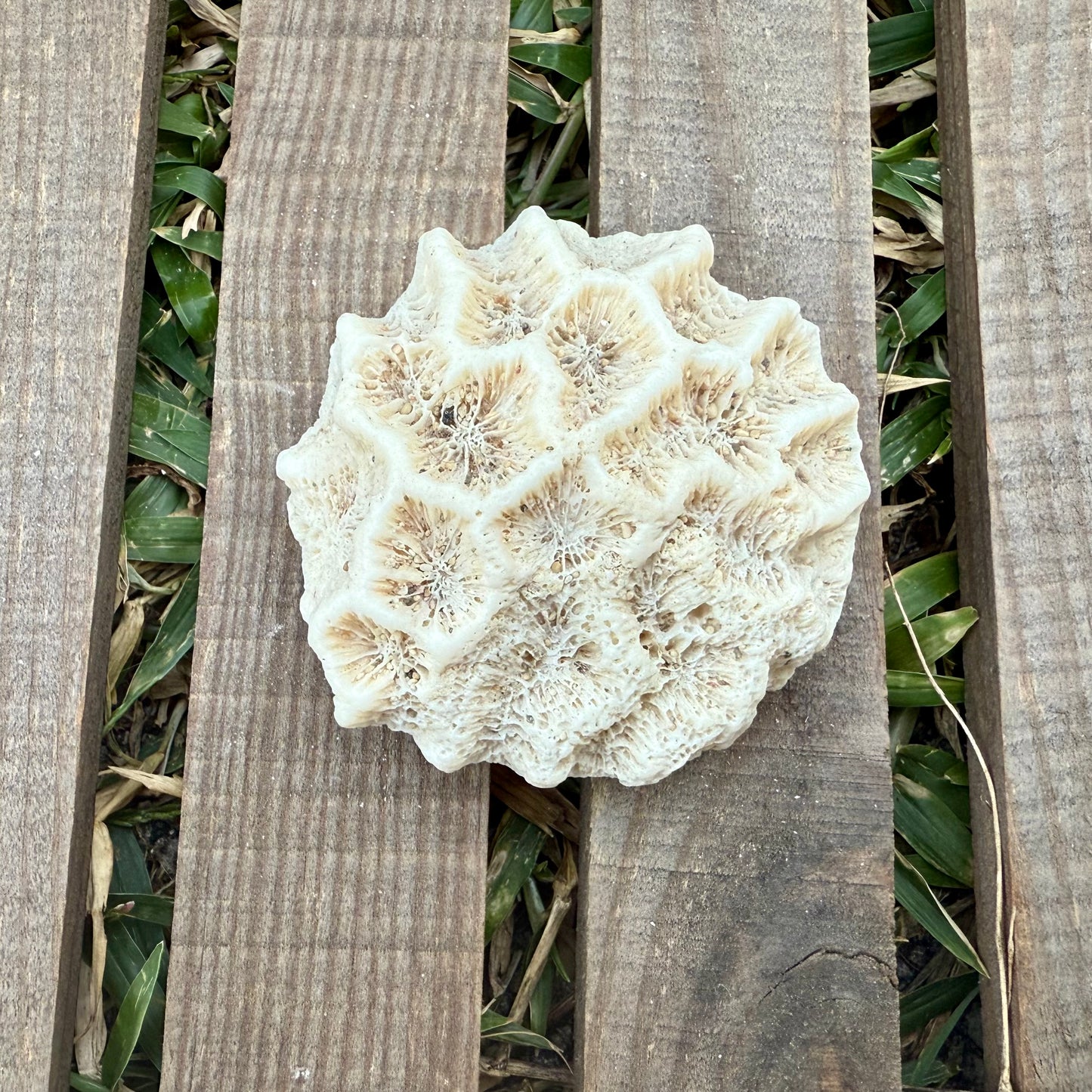 Natural Coral Skeleton – 4.2 oz Star Coral | Sun-Bleached Ocean Specimen & Coastal Décor