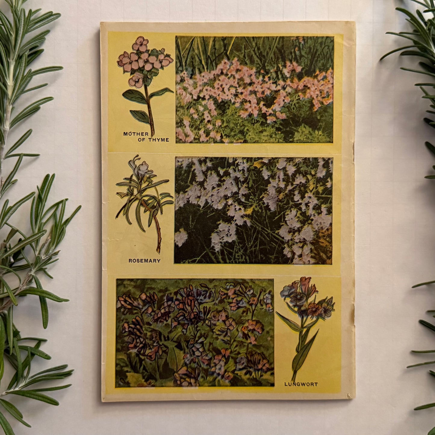 The Herbalist Almanac - 1941 Edition
