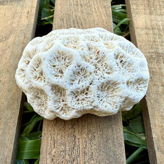 Natural Coral Skeleton – 3.4 oz Star Coral | Sun-Bleached Ocean Specimen & Coastal Décor