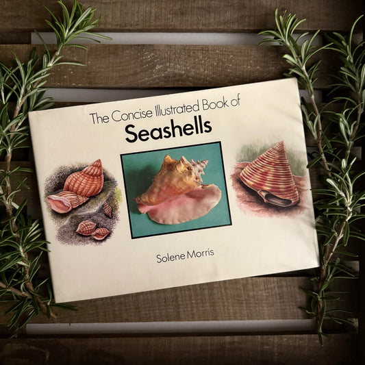 The Concise Illustrated Book of Seashells – Solene Morris | Vintage Marine Life Guide with Full-Color Illustrations