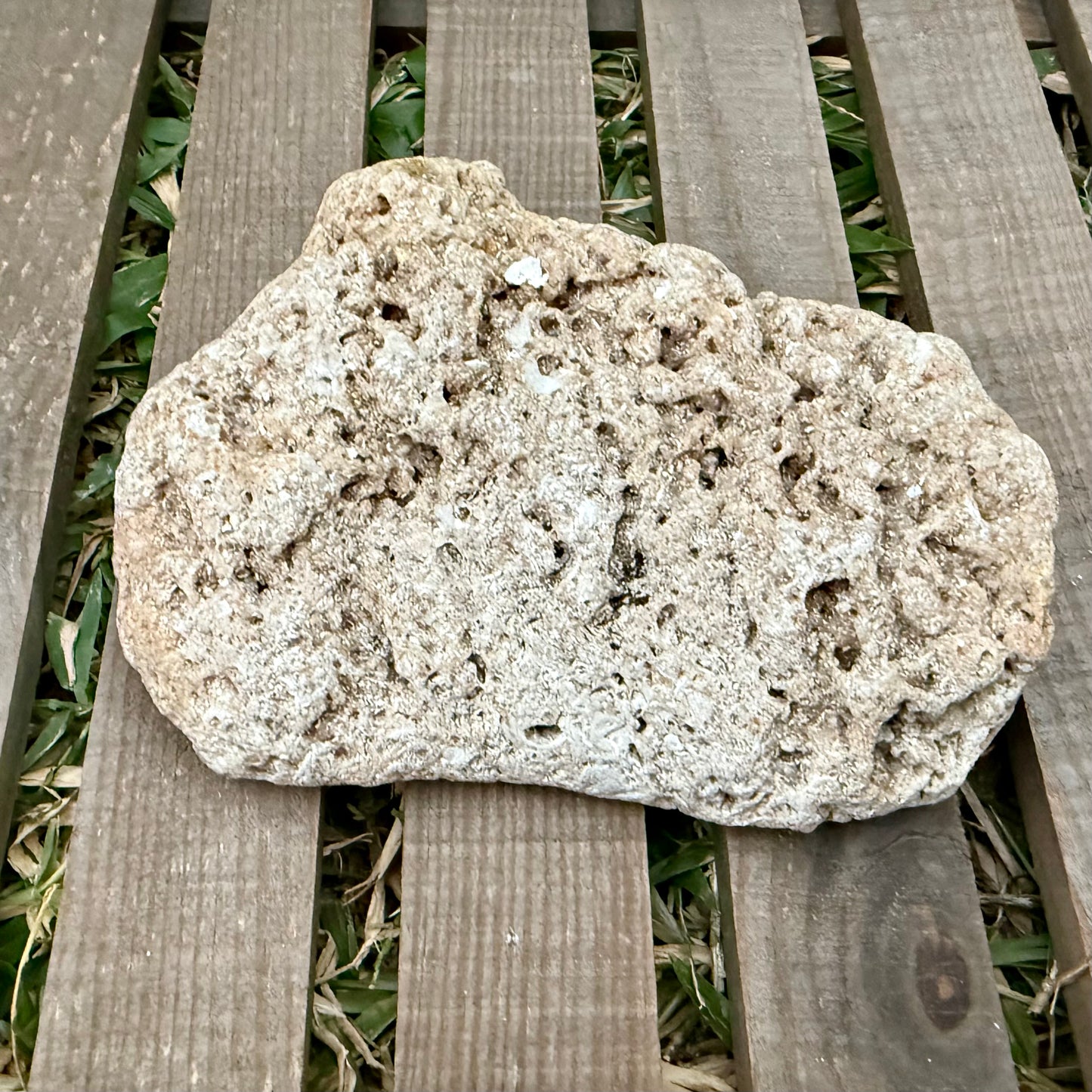 Coral Limestone Reef Rock – 1.3 lb Fossilized Shell Stone | Natural Coastal Formation