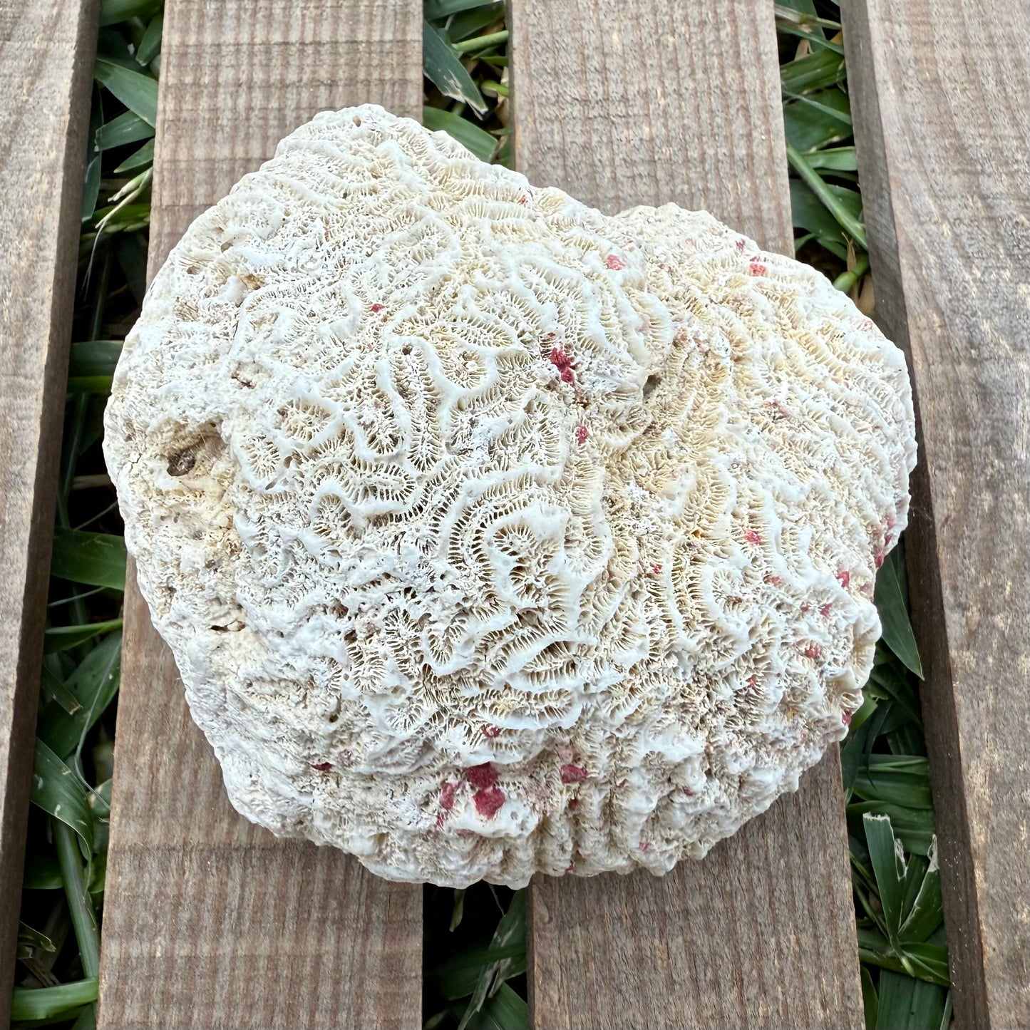 Large Brain Coral Skeleton – 9.6 oz Natural Ocean Specimen | Reef Formation & Coastal Décor